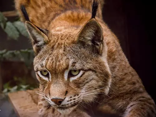 Zoopark Olovnice nedaleko Velvar