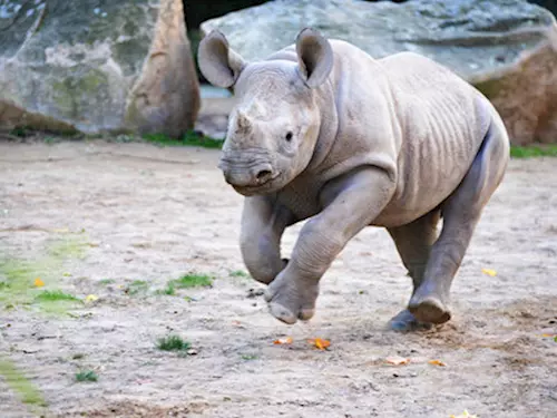 Po celý rok jedinečné zážitky v areálu ZOO Dvůr Králové: dnes křest mláďat nosorožců dvourohých