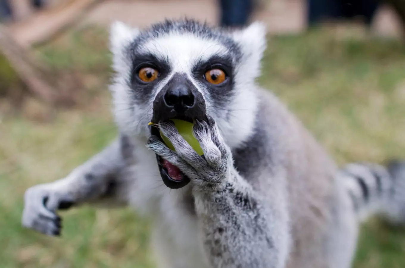 Oslava Světového dne lemurů v Zoo Praha