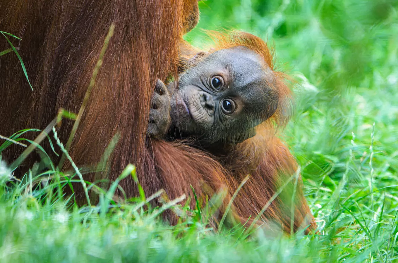 Orangutaní sameček Harpan