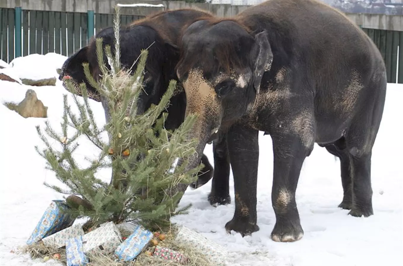 Užijte si Štědrý den v ústecké zoo