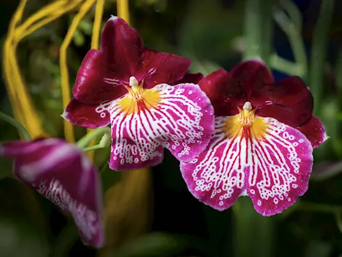 Skleník Fata Morgana ovládne krása orchidejí z Jižní Ameriky