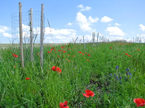 Komentované procházky hrušňovými a třešňovými sady Farma Blatnička