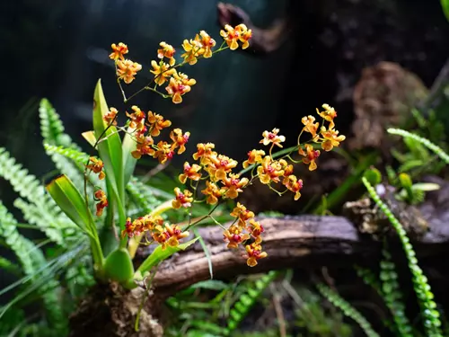 Potěšte se krásou křehkých květů i uprostřed zimy v liberecké botanické zahradě