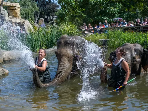 Oslavte se Zoo Praha Den slonů! Přijďte se podívat na jejich koupání