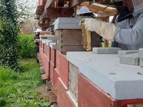 Práce budoucích včelařů ve včelnici