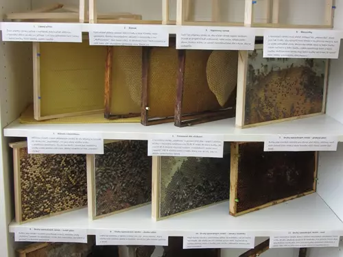 Život včelího rámku