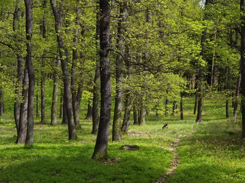 Kunratický les – zelené srdce Prahy 4