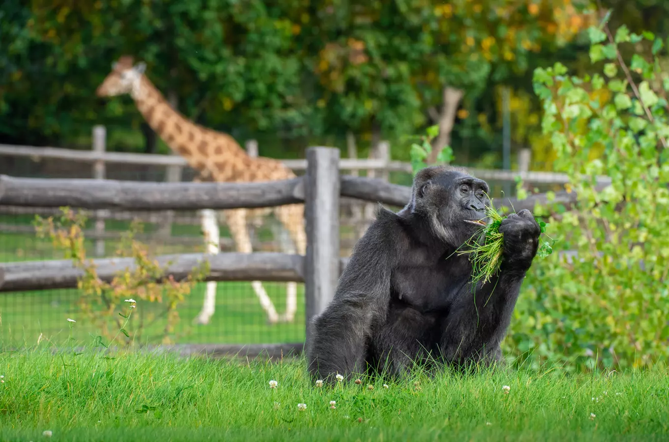 Otevřený pavilon goril Rezervace Dja v Zoo Praha 