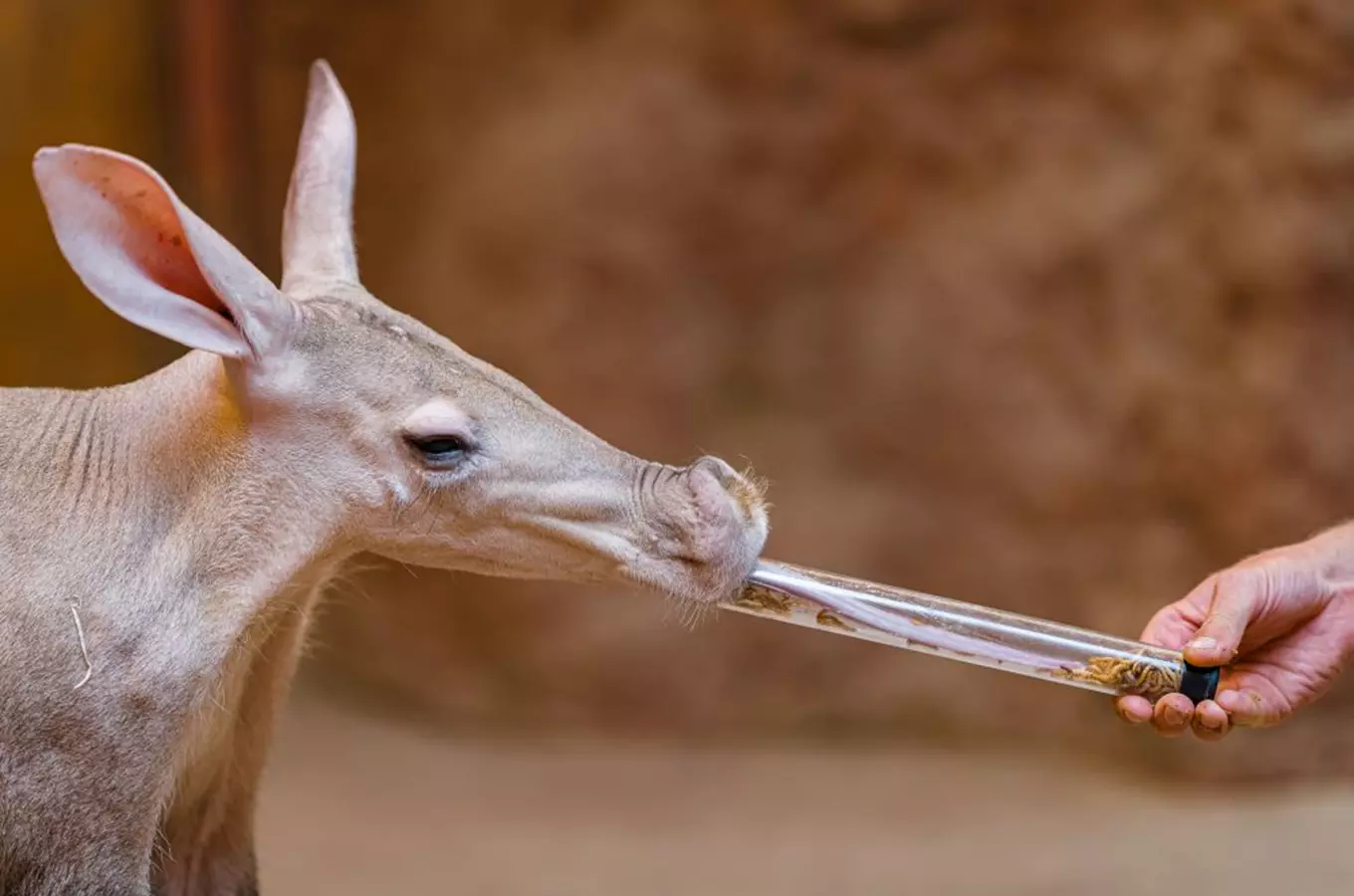 Víkend hmyzožravců v pražské zoo