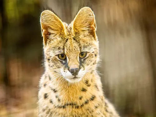 Zoo Ostrava se znovu otevírá – zve na komentované prohlídky i krmení