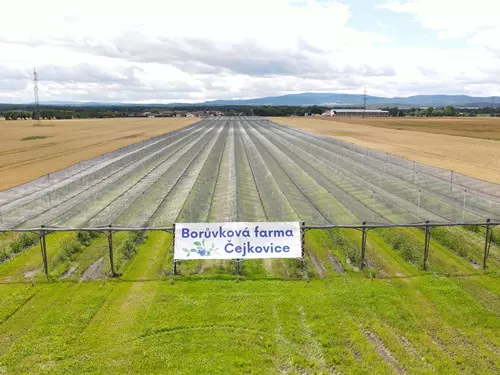Borůvková farma z dronu