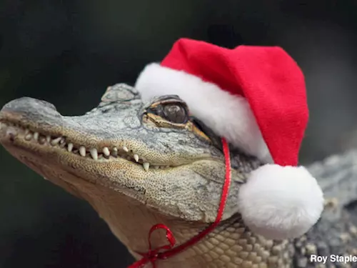 Vánocní krokodýl
