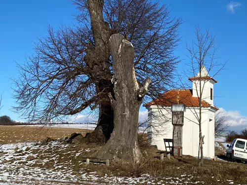 Památná a hitorická lípa v Žeravicích, kde byli odsouzení za Napoleonských válek  za sběhnutí houslista a tambor