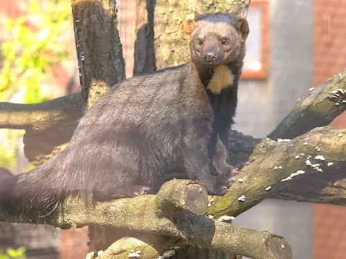 Zoo Ostrava láká návštěvníky na nové druhy a proměny expozic
