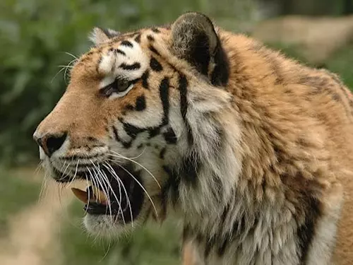 Do Zoo Jihlava se mužete vypravit na Den tygru, který letos pripadá na úterý 29. cervence