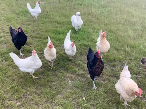 Dovolená na venkově - zážitkový pobyt na mini farmě Jasné nebe