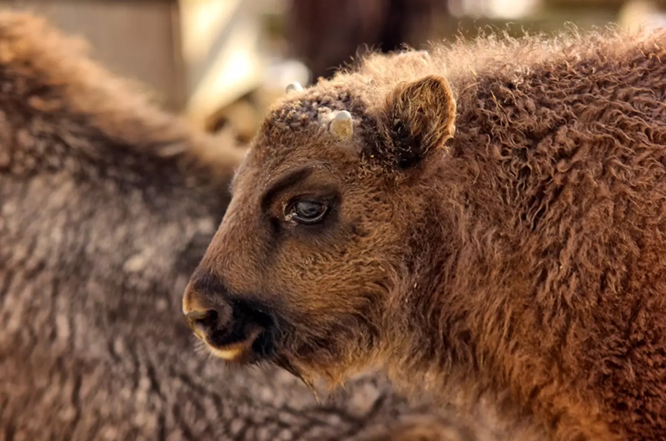 Táborská zoo vypustí letos do přírodních rezervací trojici zubrů