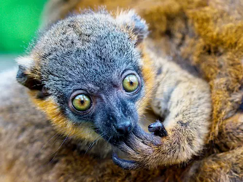 Lemur límcový