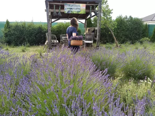 Prohlídka levandulového pole v Tupesích
