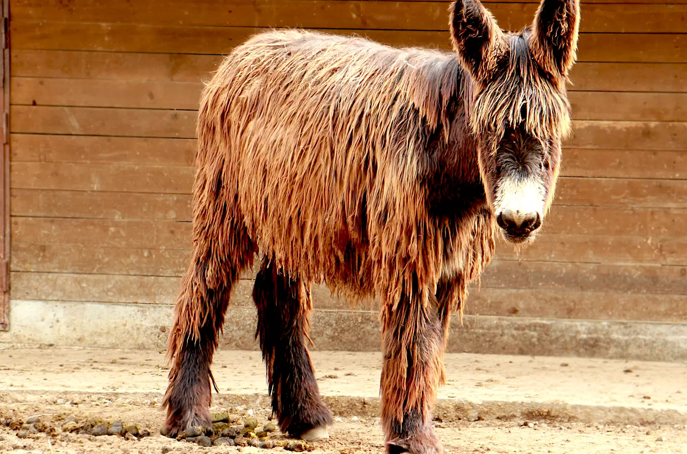 osel poitouský, Zoopark Vyškov, kudy z nudy