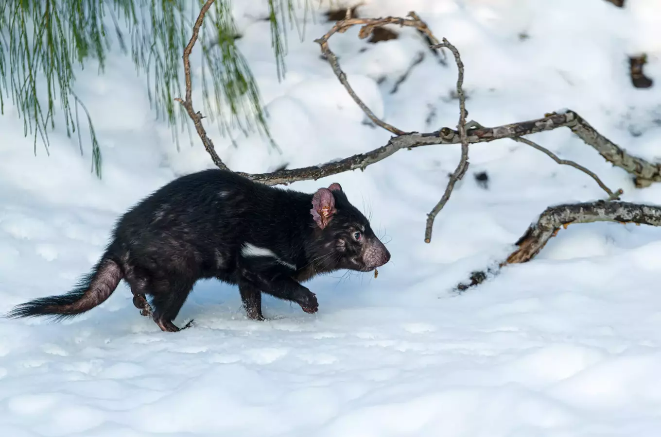 Den boje proti vymírání druhů v Zoo Praha