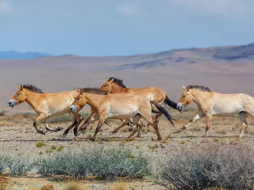 Osm koní Převalského ze Zoo Praha poletí letos do Kazachstánu armádními letouny 