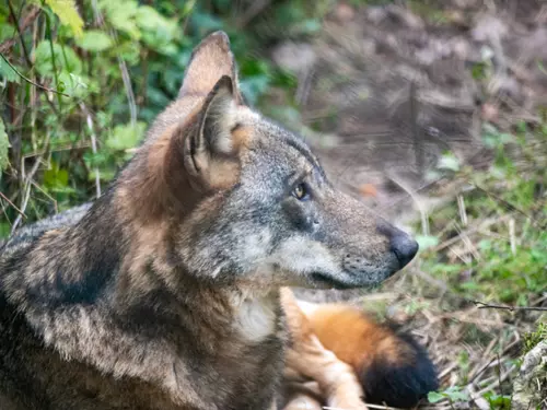 Vlk z Pavlova: Archeopark Pavlov zahajuje výstavu sezóny