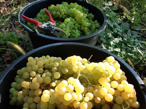 Jarní košt vín na zámku Pátek nad Ohří