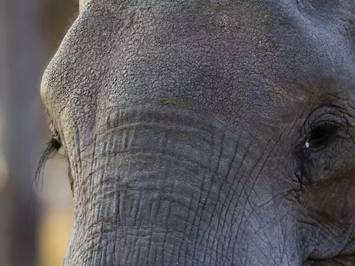 Liberecká zoologická zahrada přivítala novou obyvatelku – slonici Balu 