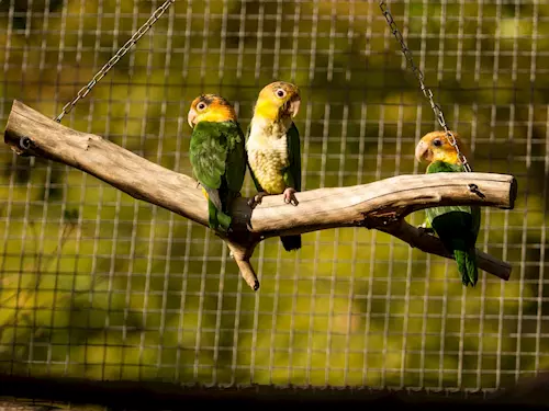 Zoo Ostrava jako jediná v Evropě rozmnožila papouška amazónka bělobřichého