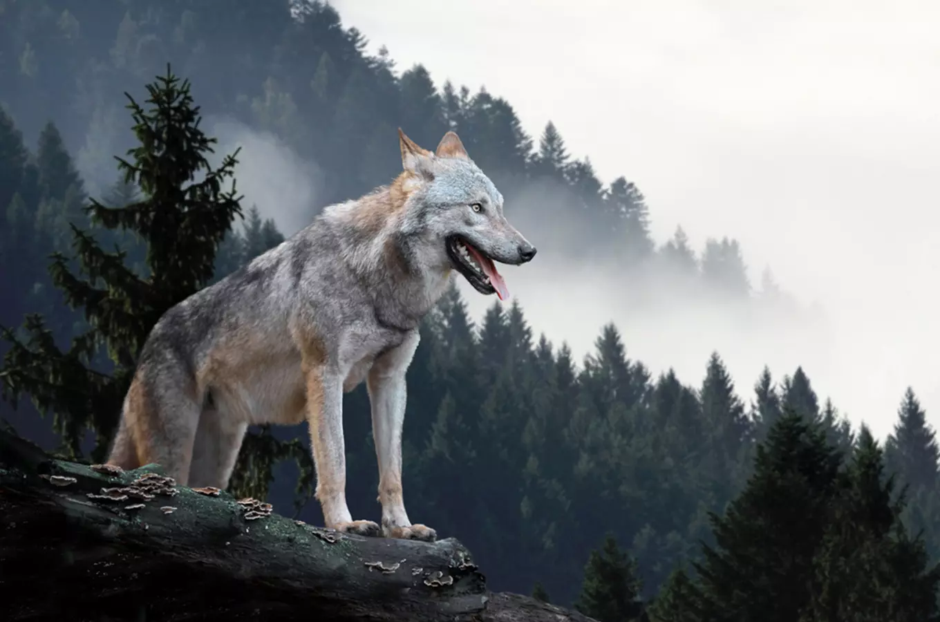 Návrat vyhubené šelmy: Vlk je v Krkonoších už zase doma