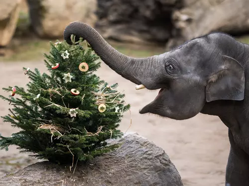 Vánoce v Zoo Praha – Od Vánoc po Nový rok