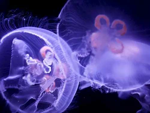 Mořský svět v Praze se pyšní vzácnými medúzami