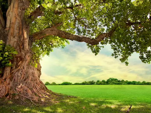 Znáte strom, který si zaslouží pozornost a péči? Přihlaste jej do ankety Strom roku 2024!