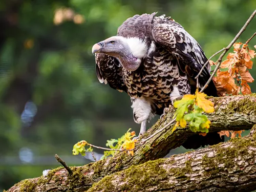 Když milujete Východní Moravu: zoo Zlín, slivovice, Baťa a skleněný tunel pod hladinou