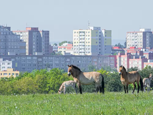 Rezervace koní Převalského na Dívčích hradech