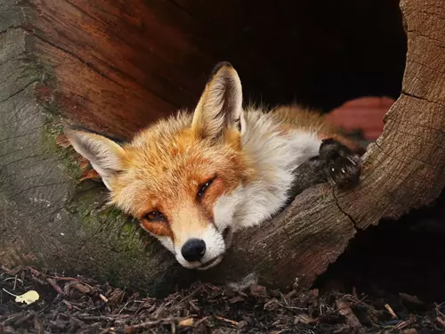 Čtrnáct krajů & čtrnáct tipů: nové pavilony, unikátní odchovy a velké proměny našich zoo