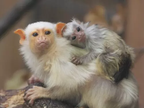 Jihlavská zoo chová nejvíce druhů kosmanovitých opic u nás