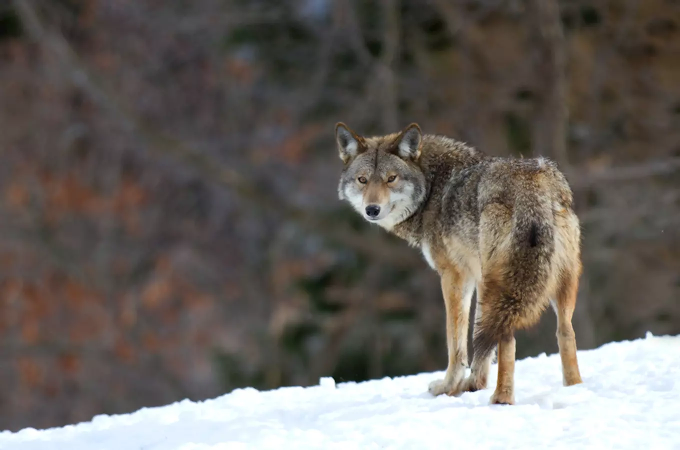 Jedinečné prohlídky večerní zoo s průvodcem zažijete v jihlavské zoo