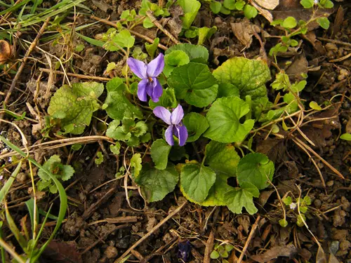 Viola odorata