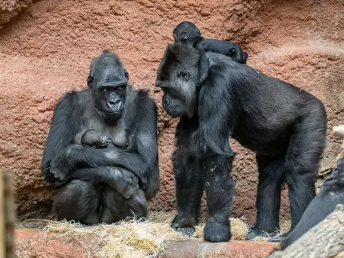 Dva gorilí kojenci: Mobi se zvedá na nohy a o nové mládě pečuje chůva