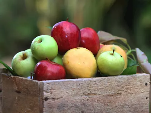 Hody s plody podzimu v Borovanech