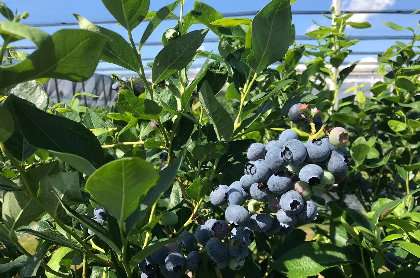 Farma Borůvka – Borůvková farma Postoupky