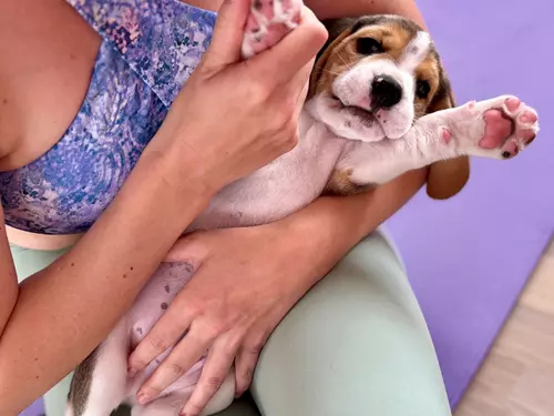 Jóga se štěňátky v Yogapets
