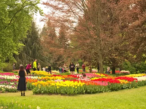 Vydejte se do Průhonic na přehlídku tulipánů