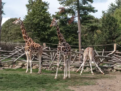 Zoo Olomouc oslaví 65 let své existence