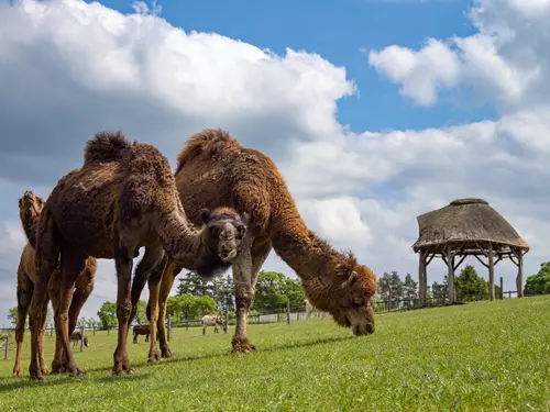 Farmapark Soběhrdy – jedinečný zážitek pro milovníky zvířat