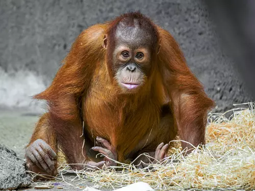 Oslavte 17. listopadu v pražské Zoo  s orangutanem Kawim