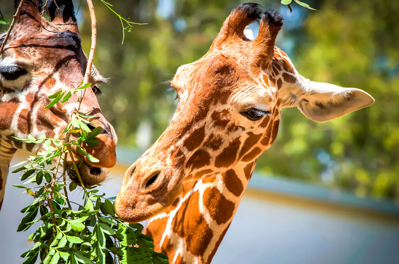 Oslavte Světový den žiraf návštěvou zoologické zahrady